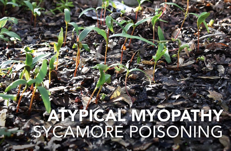 Sycamore Poisoning - Equine Science Matters™: